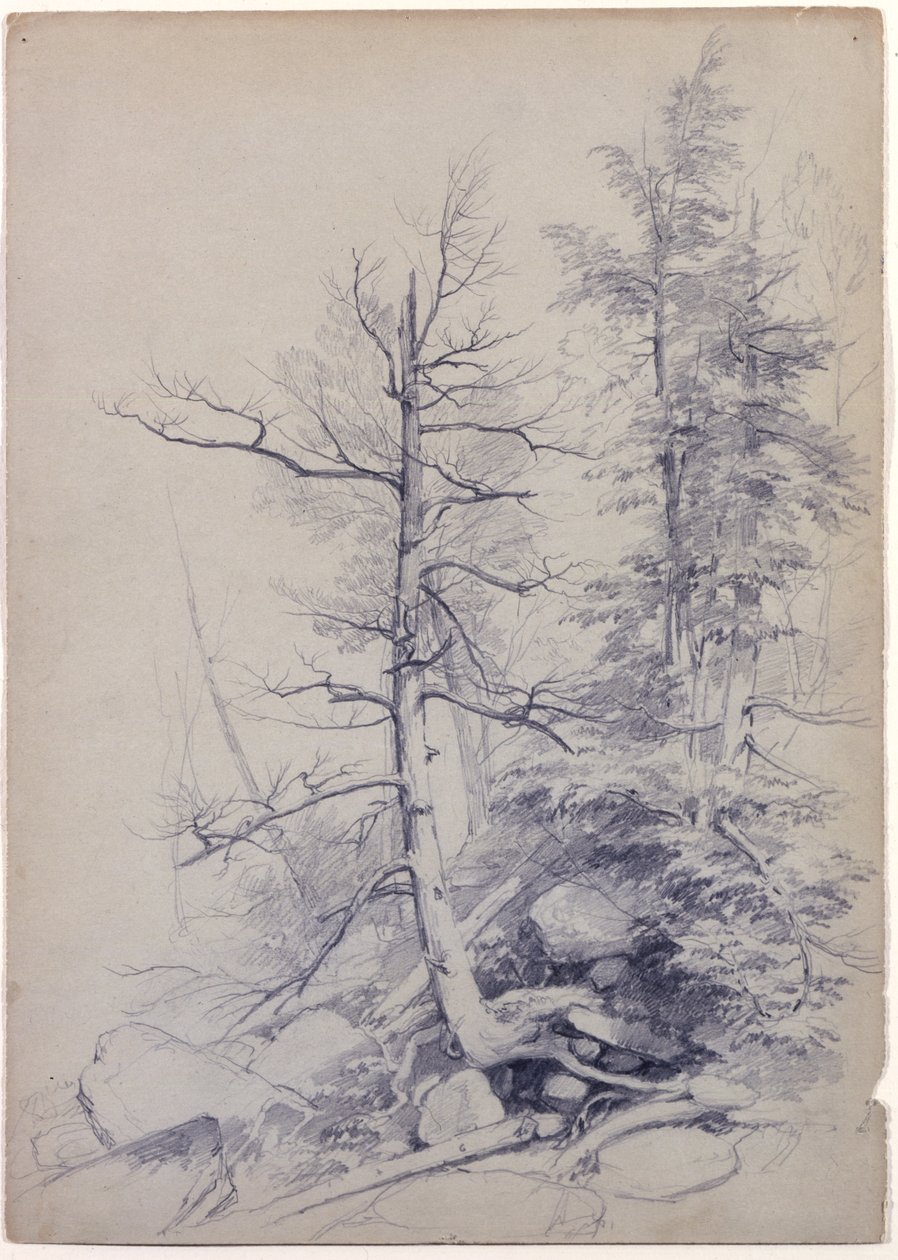 Study of Trees and Rocks, Catskill Mountains, New York, 1849 (grafitt på grågrønt papir) av Asher Brown Durand