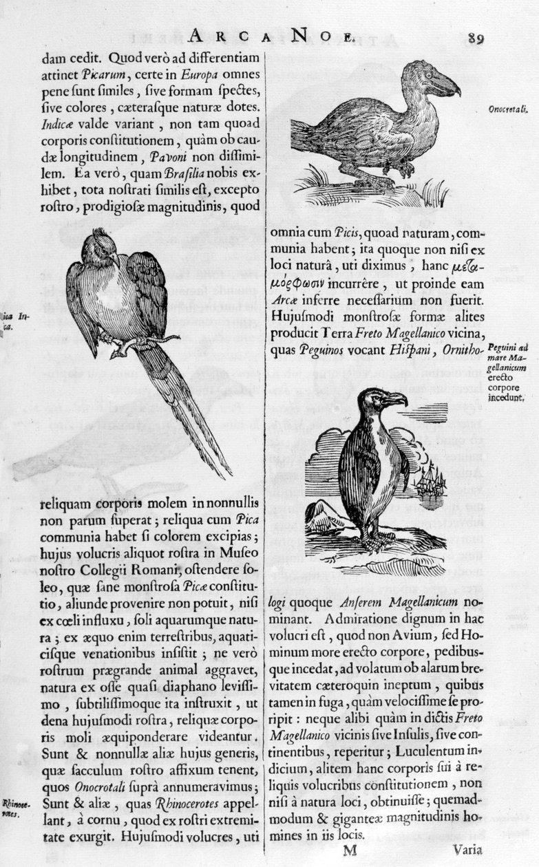 Fugler, 1675. av Athanasius Kircher
