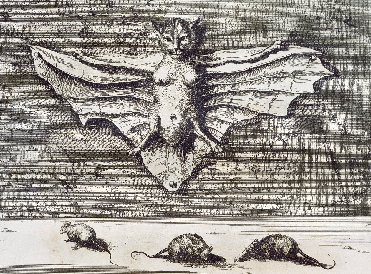 Flyvende katt, 1667 av Athanasius Kircher