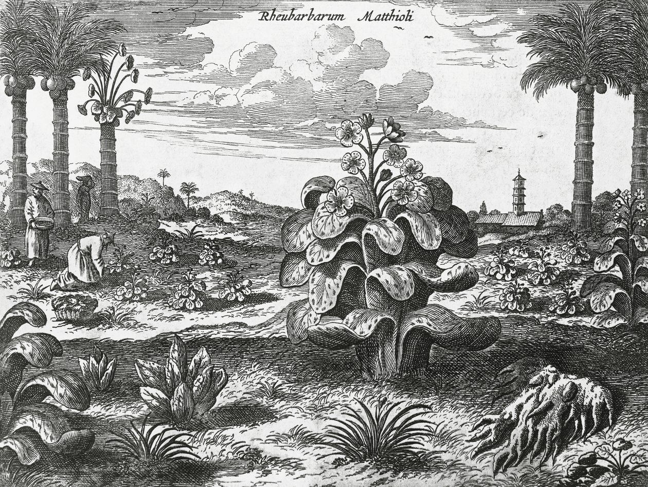 Rabarbraplante, gravering fra Kina-monumenter av Athanasius Kircher
