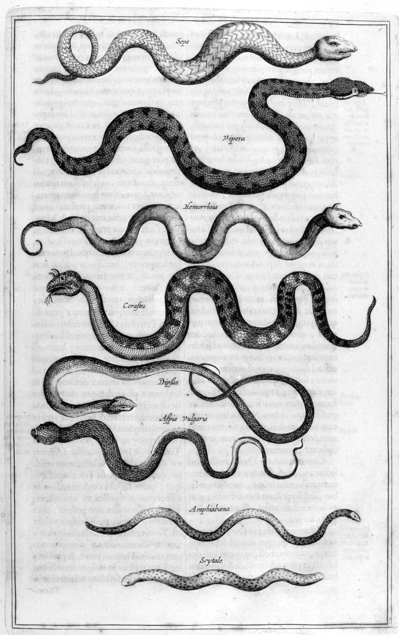 Slanger, 1675. av Athanasius Kircher