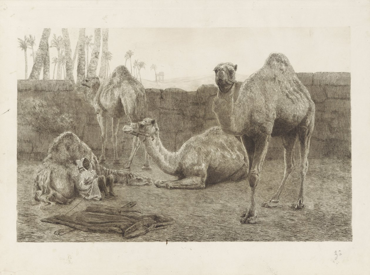 kameler av August Le Gras