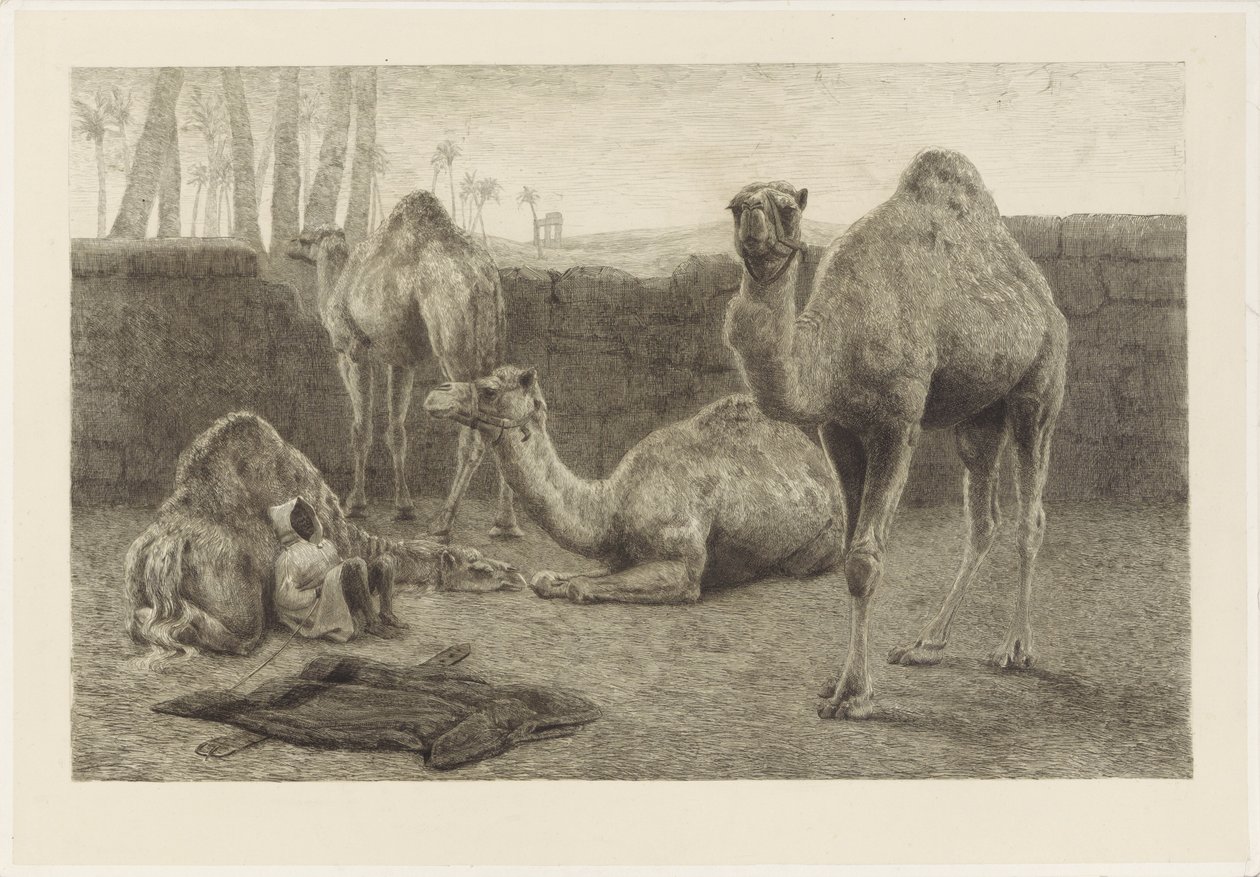 kameler av August Le Gras
