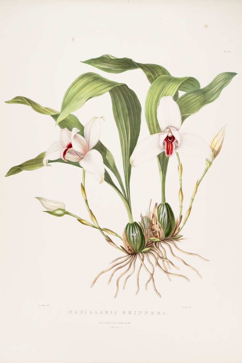 Illustrasjon av Lycaste skinneri (som syn. Maxillaria skinneri) av Augusta Innes Withers
