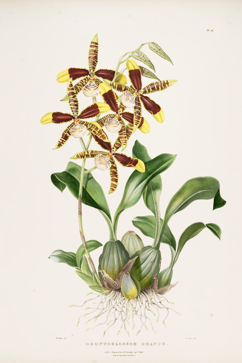 stort Rossioglossum av Augusta Innes Withers
