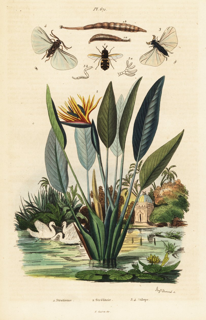 Soldatfly, traneblomst og ,1834-1839 (gravering) av Auguste Dumenil