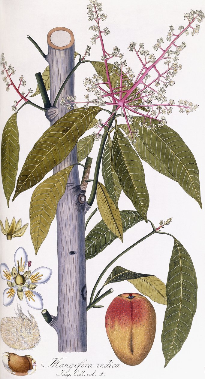 Mangifera indica av Austrian School