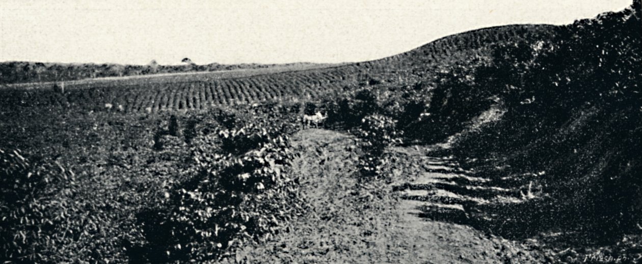 Cafezal, 1895 av Axel Frick
