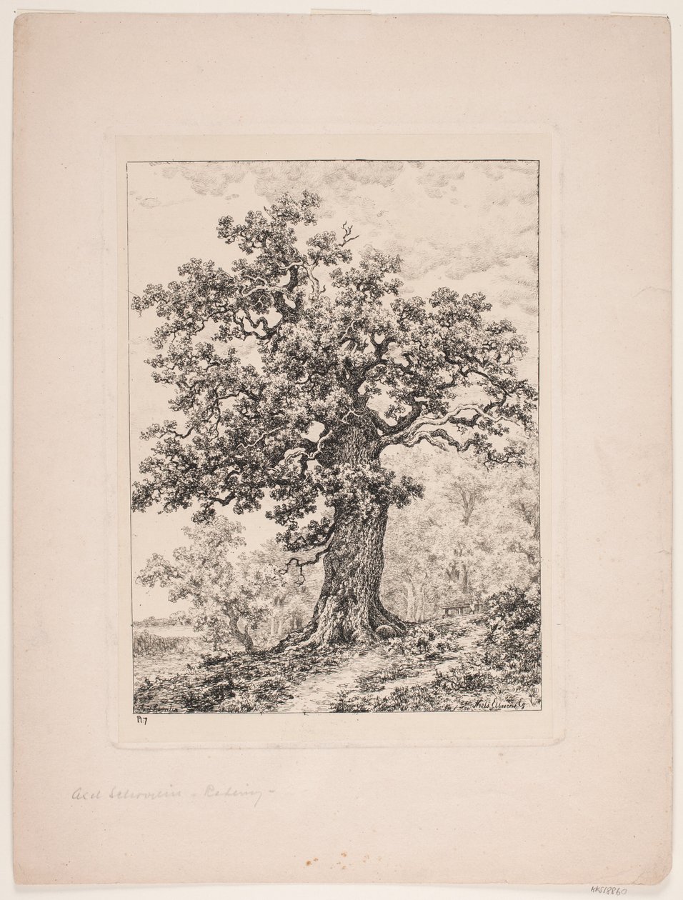 Niels Ebbesens eik. Gyllingnæs skog av Axel Schovelin