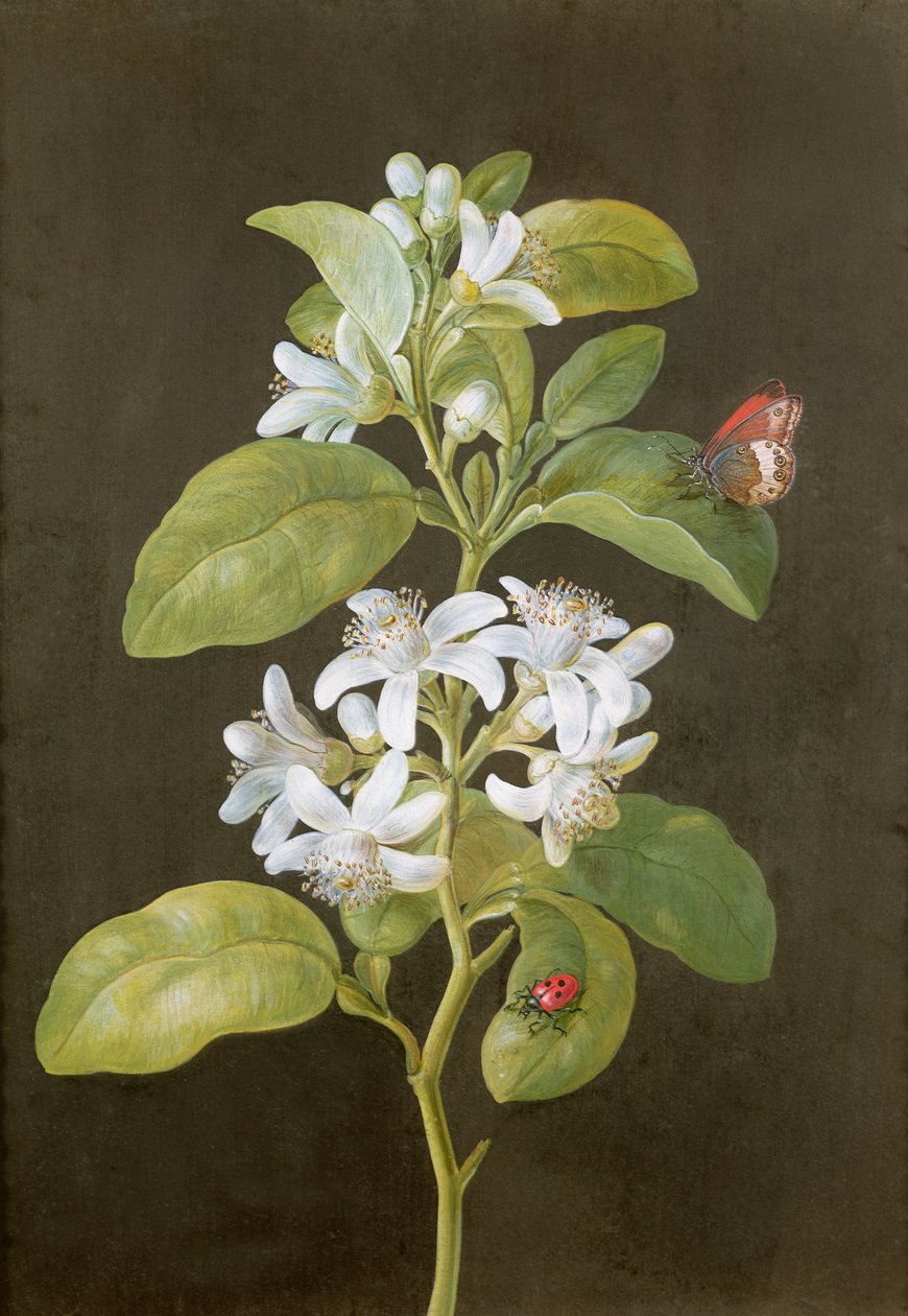 Pæreblomst av Barbara Regina Dietzsch