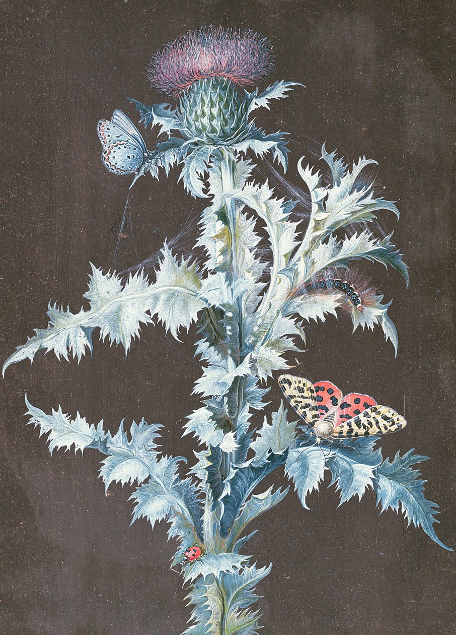 Still Life of a Thistle (gouache) av Barbara Regina Dietzsch