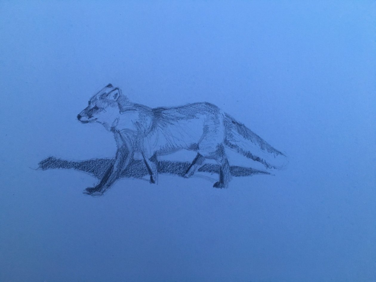 Fox, 2018 av Barbara Hoogeweegen