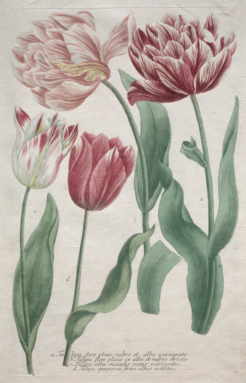 Tulipaner av Bartholomaus Seutter