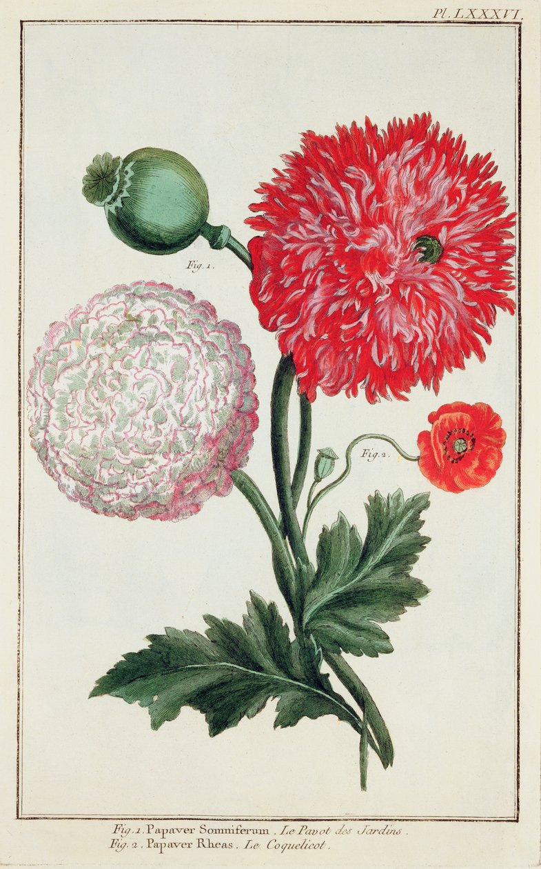 Papaver somniferum og Papaver rheas gravert av German School 1700-tallet av Basilius Besler