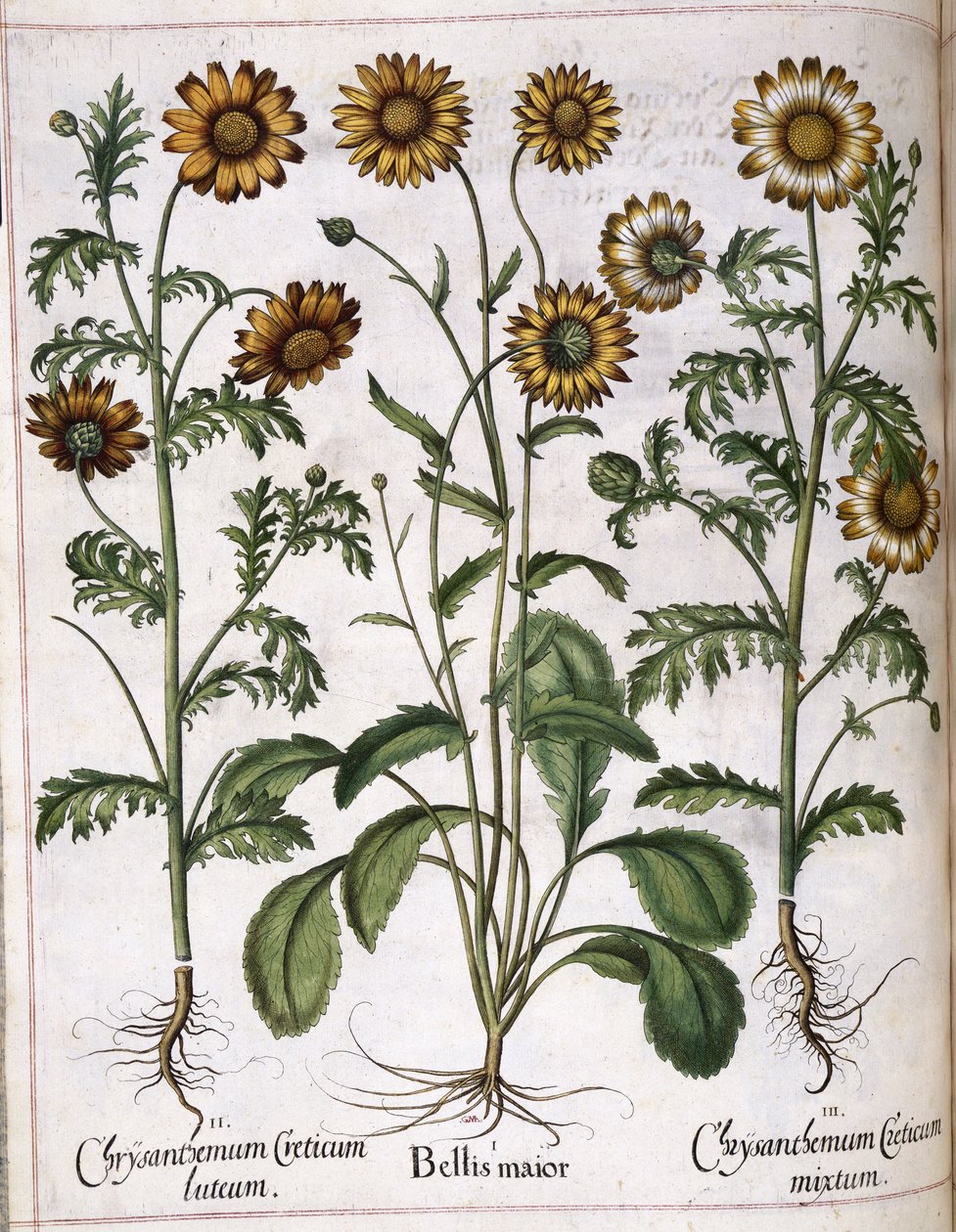 Krysantemum, fra 