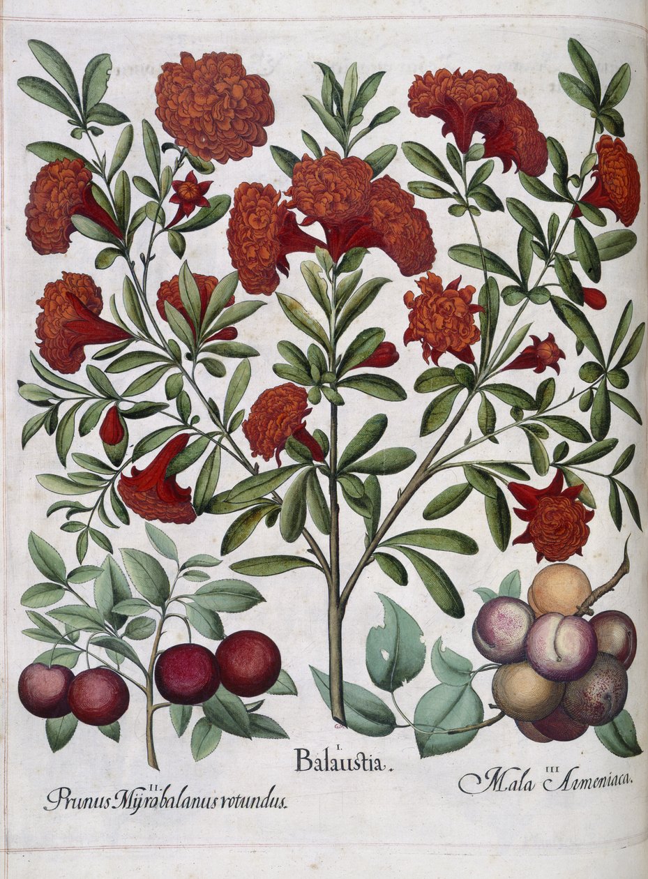 Frukt, fra 