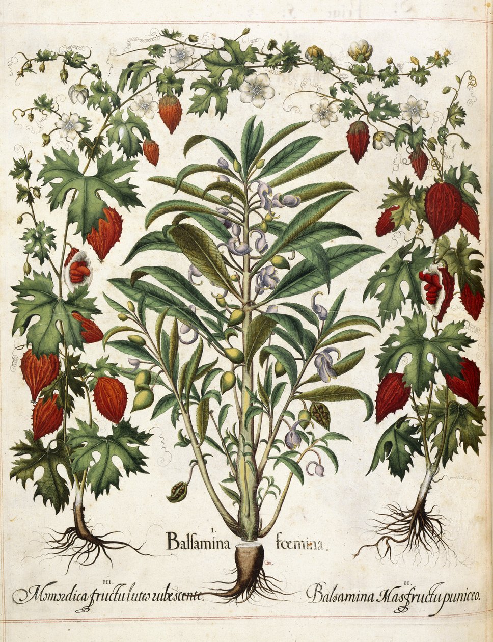 Fruktplanter, fra 'Hortus Eystettensis' av Basilius Besler