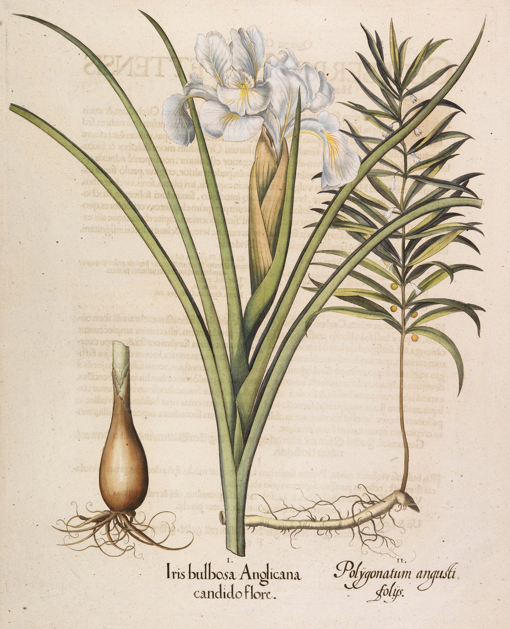 Angis bulbosa Anglicana, 1613. av Basilius Besler