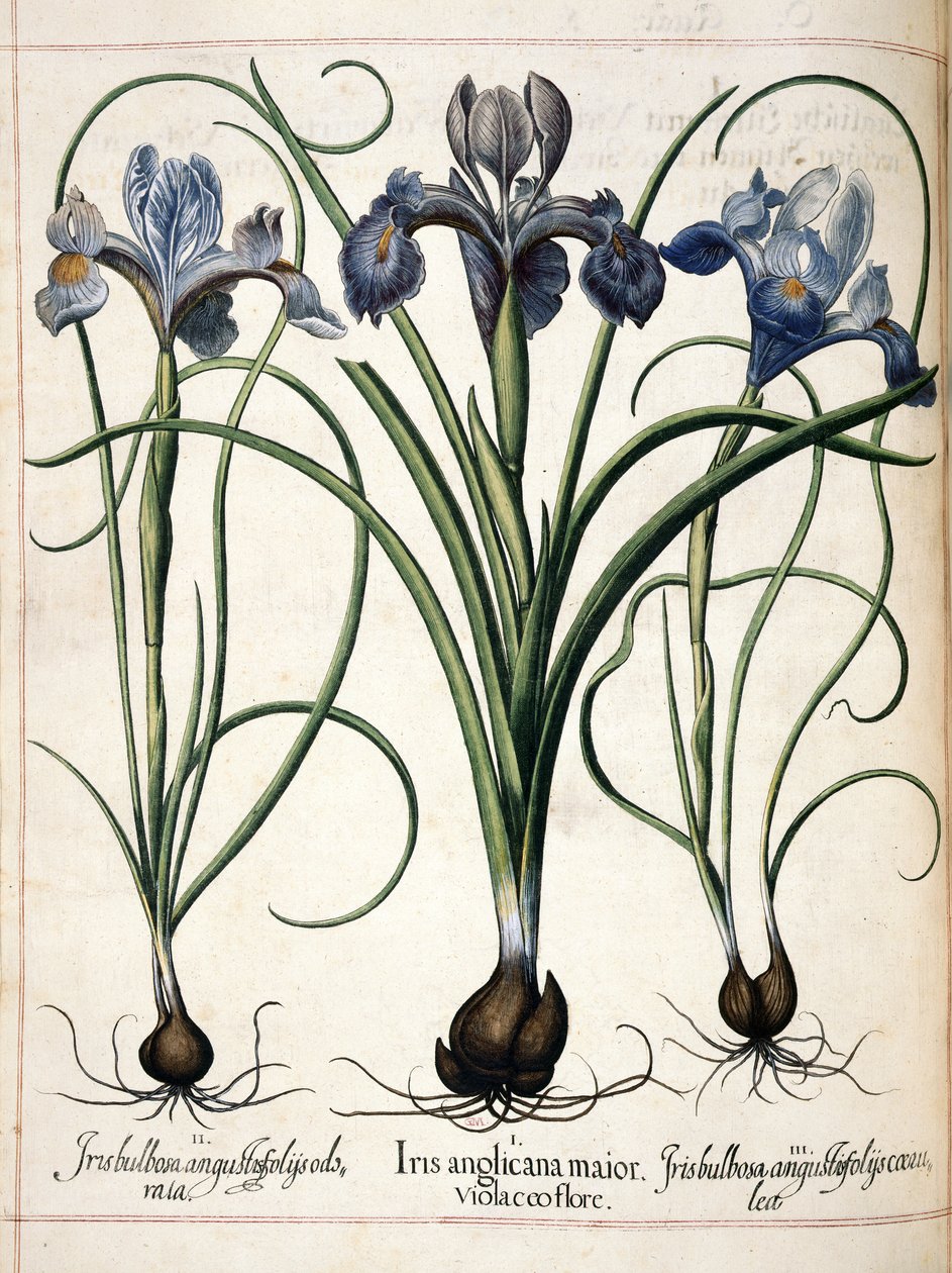 Iris, fra 