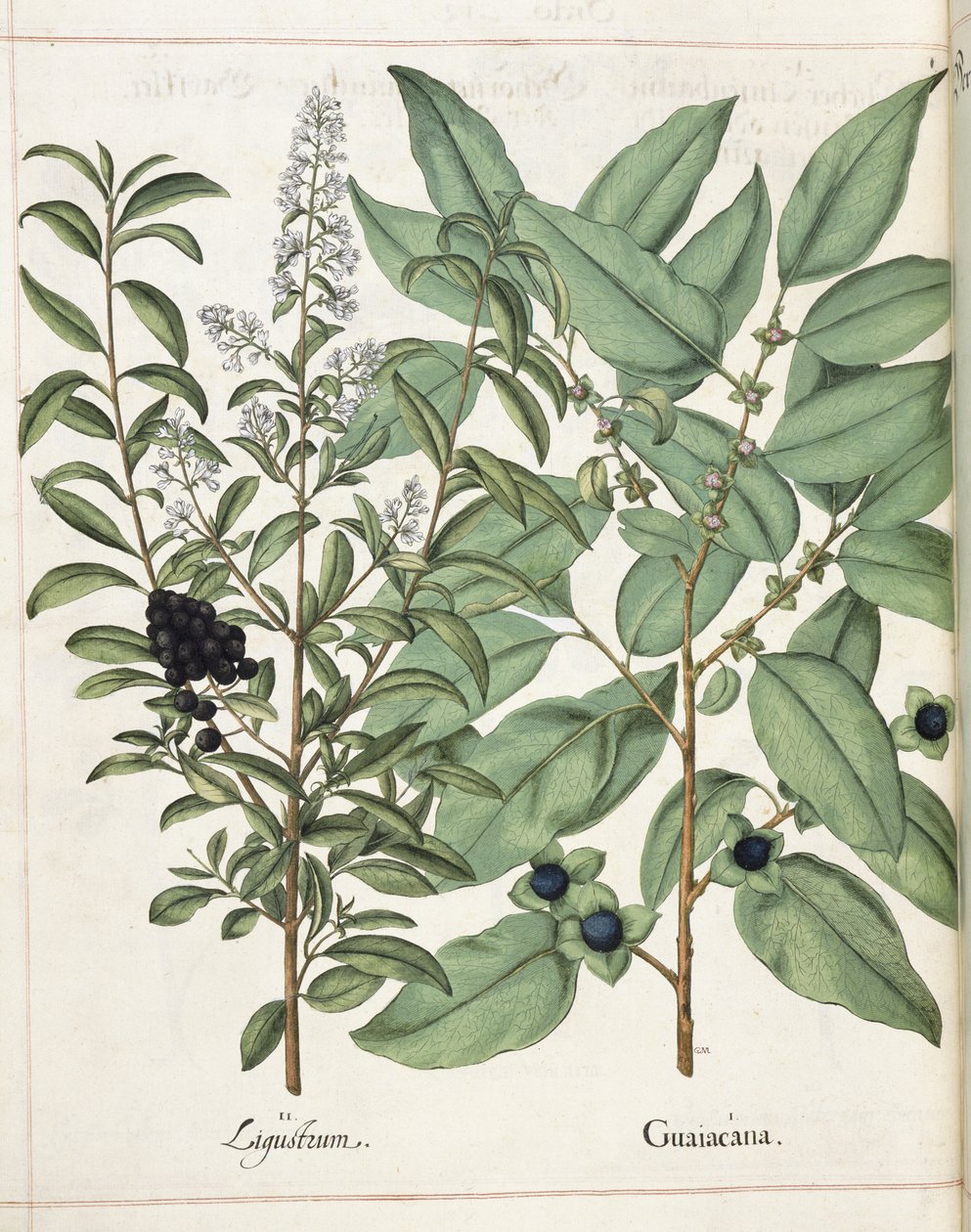 Ligustrum og Guiacana, fra 
