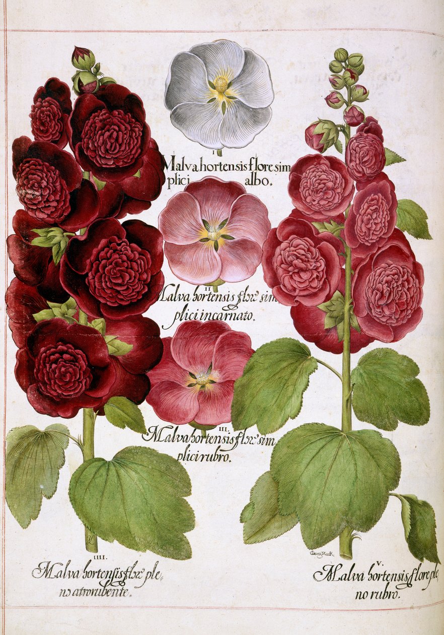 Malva Hortensis, fra 