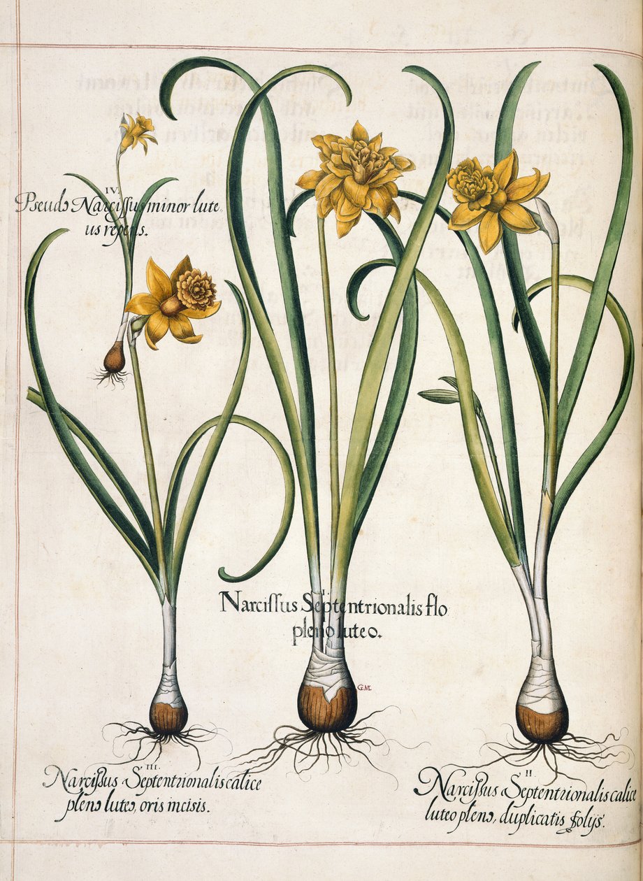 Narcissus, fra 