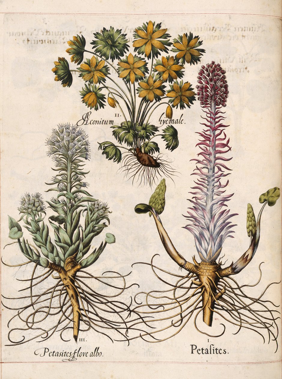 Petasites, fra 