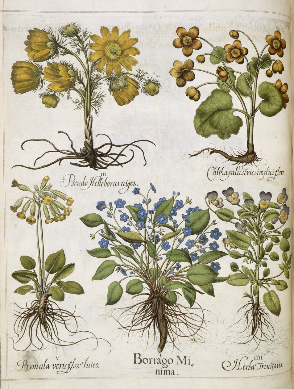 Diverse planter, fra 
