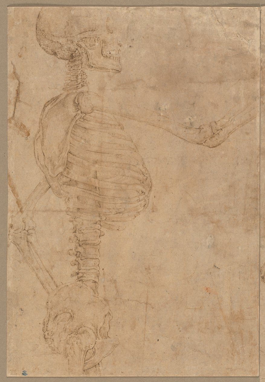 Halvlengde skjelett i profil, tidlig på 1540-tallet. av Battista Franco