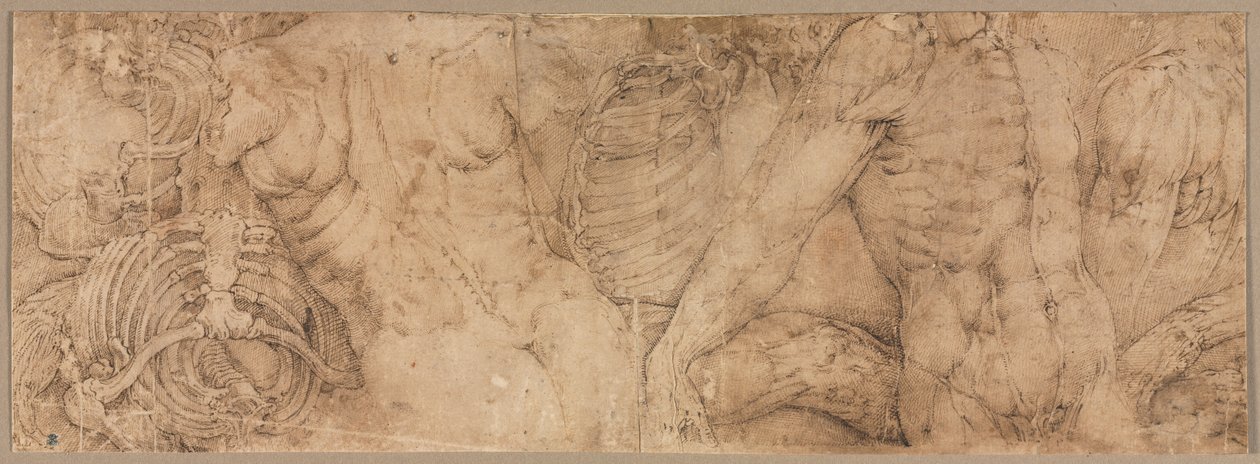 Torsoer med ribbeinbur, tidlig på 1540-tallet. av Battista Franco