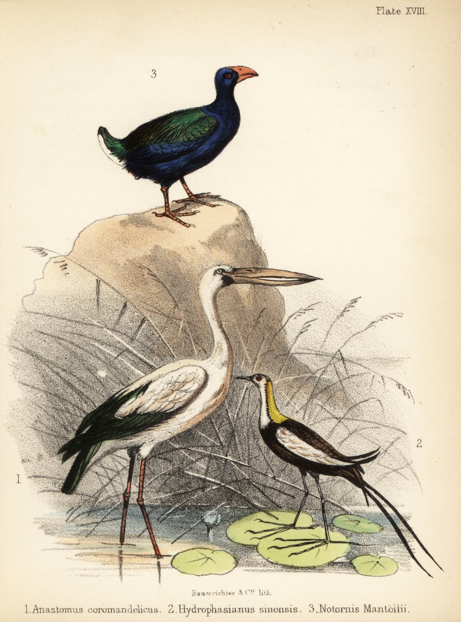 Asiatisk åpennebb, fasanhalejacana og takahe. 1855 (litografi) av Bauerrichter