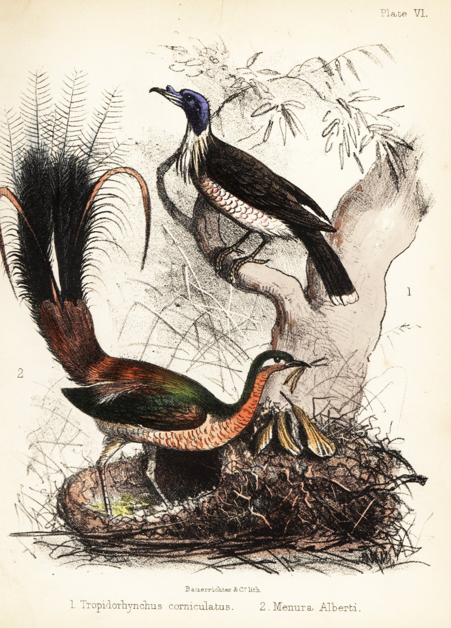 Friarbird og lyrebird. 1855 (litografi) av Bauerrichter