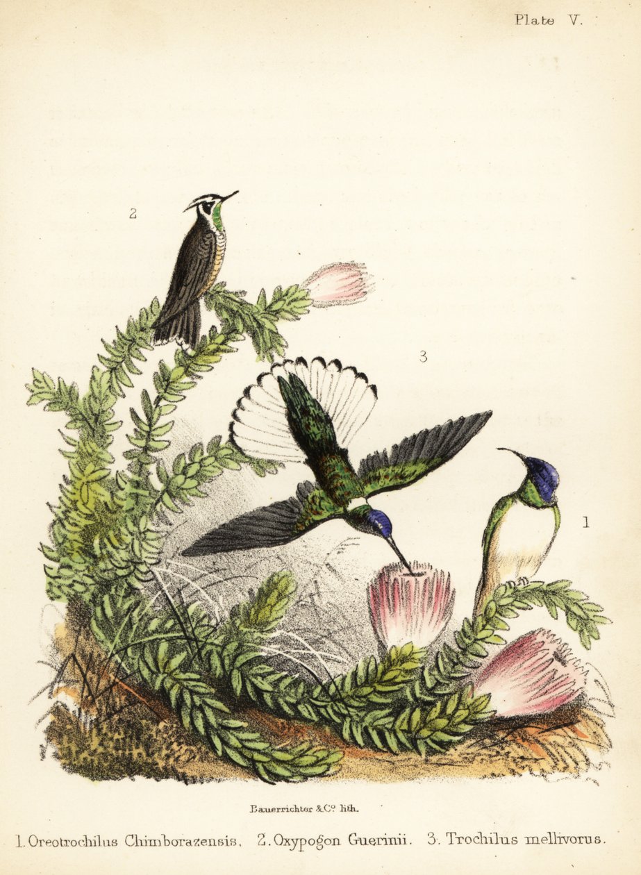 Kolibriarter. 1855 (litografi) av Bauerrichter