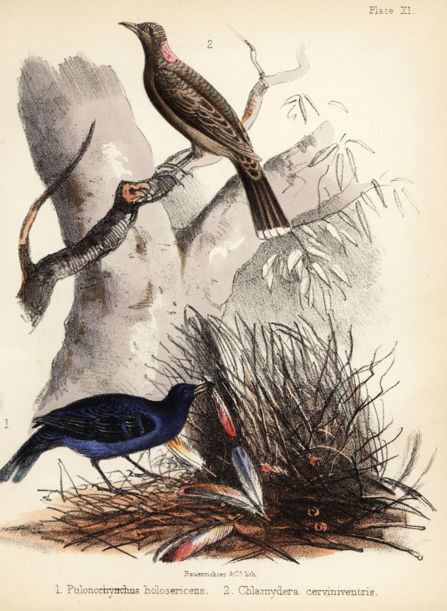 Sateng og fawn-breasted bowerbirds. 1855 (litografi) av Bauerrichter
