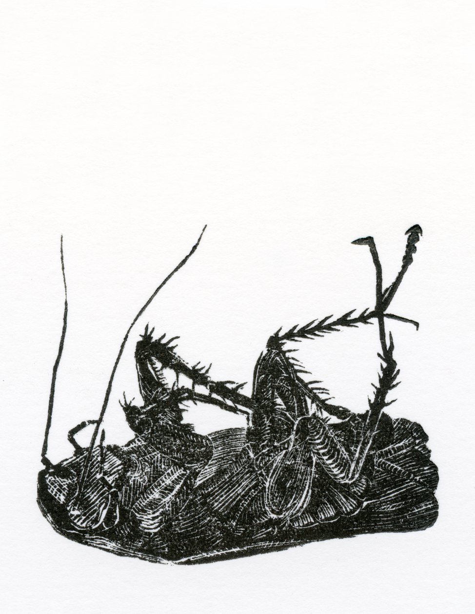 Dead Cockroach, 2014, (tregravering på papir) av Bella Larsson