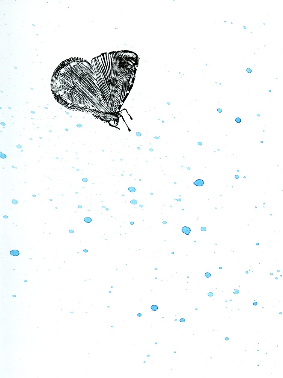 Moth {Fay-erie Dust}, 2014 (tregravering og akvarell på papir) av Bella Larsson
