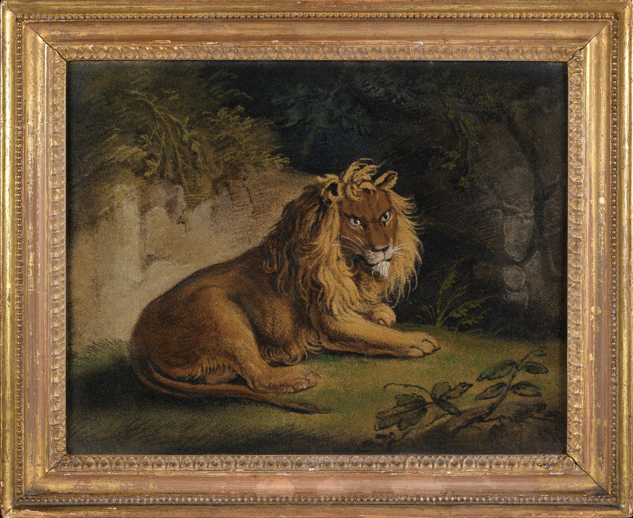 En løve i et jungellandskap (sandbilde om bord) av Benjamin Zobel