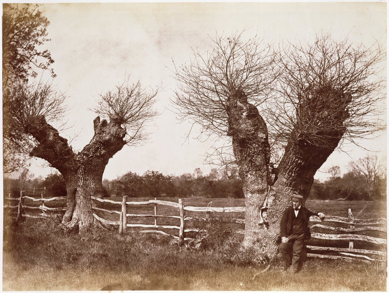 A Hedgerow Tree, 1852 (albumtrykk) av Benjamin Brecknell Turner