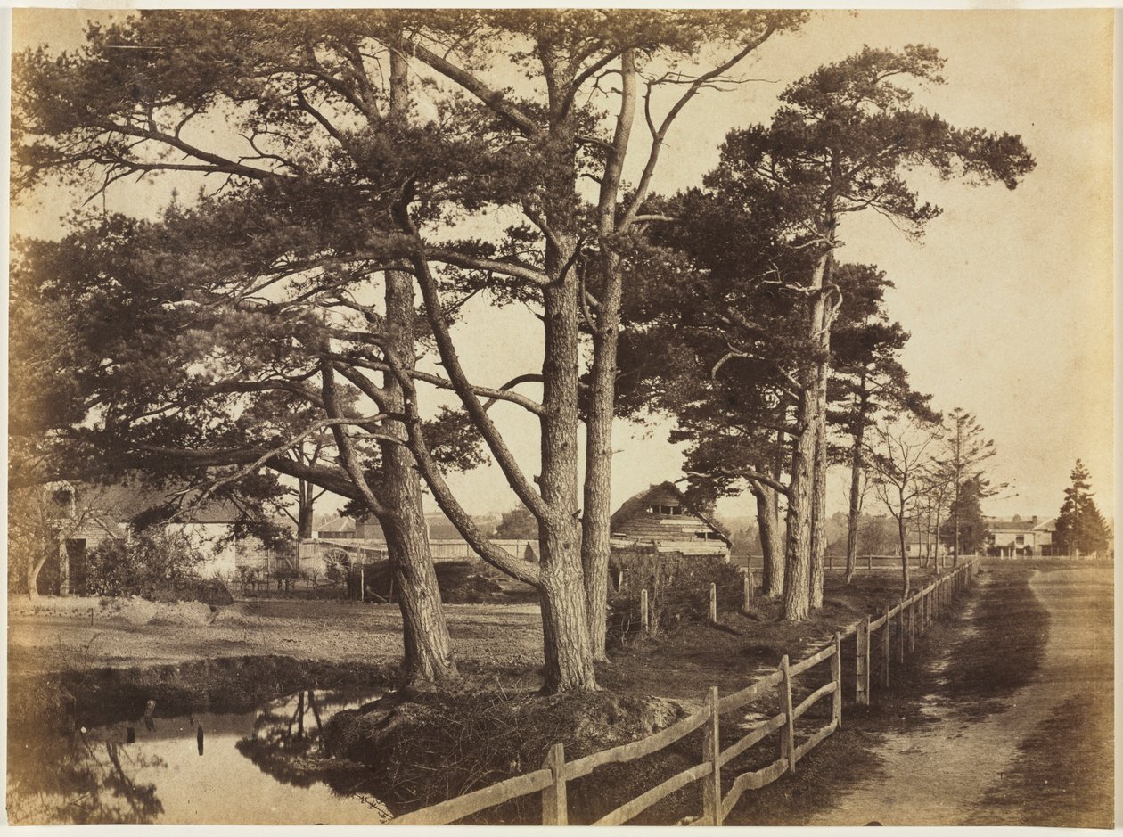 Scotch Firs, Hawkhurst, 1853. av Benjamin Brecknell Turner