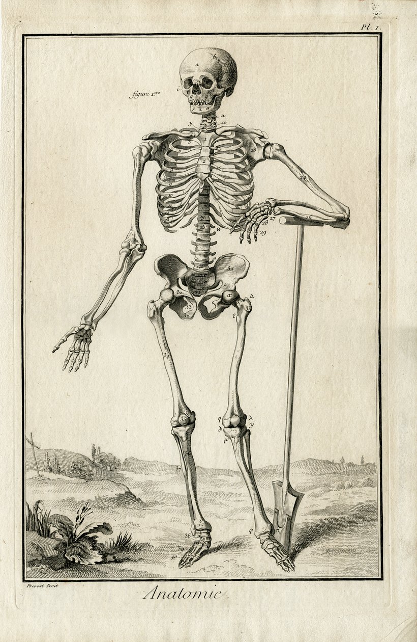 Anatomi - anatomisk studie av et skjelett av Benoit Louis Prevost