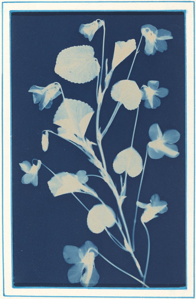 Uten tittel, c. 1900. av Bertha Evelyn Jacques