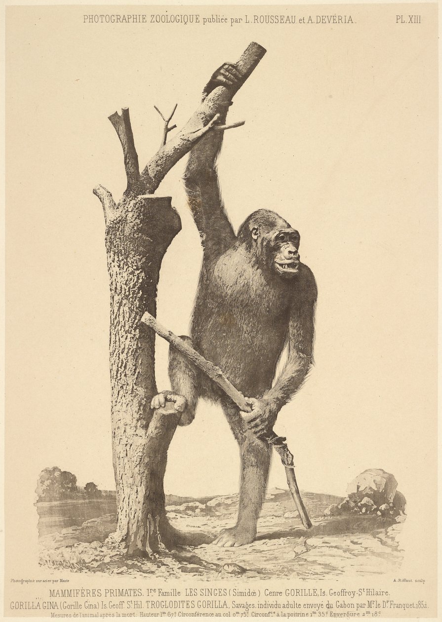 av Bisson Frères