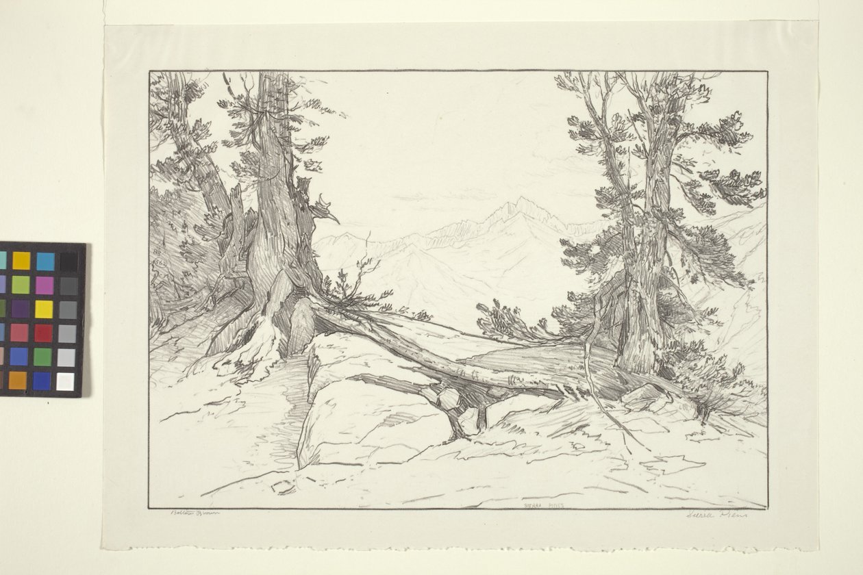 Sierra Pines (blekk på papir) av Bolton Coit Brown