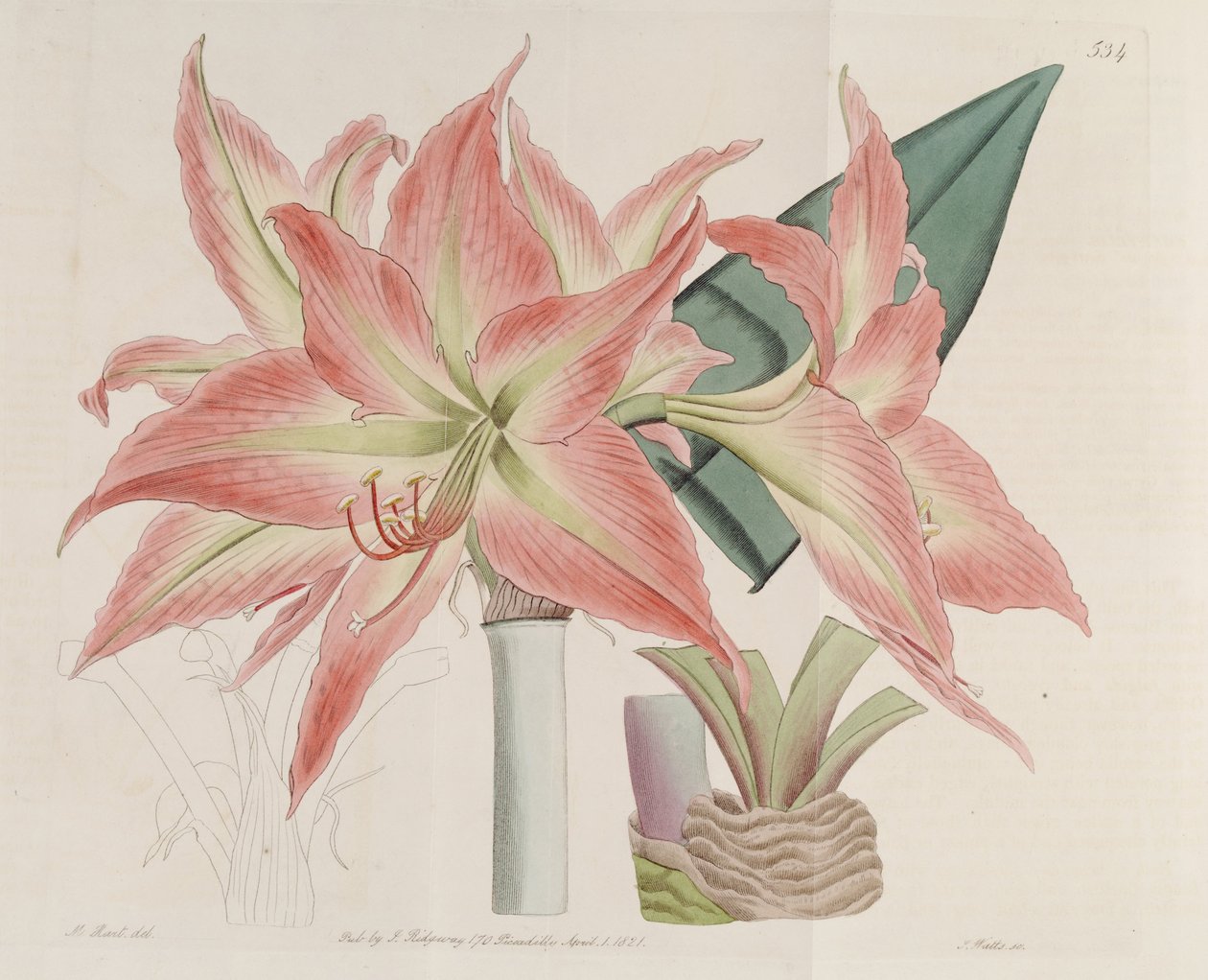 Hippeastrum striatum av Botanical Register