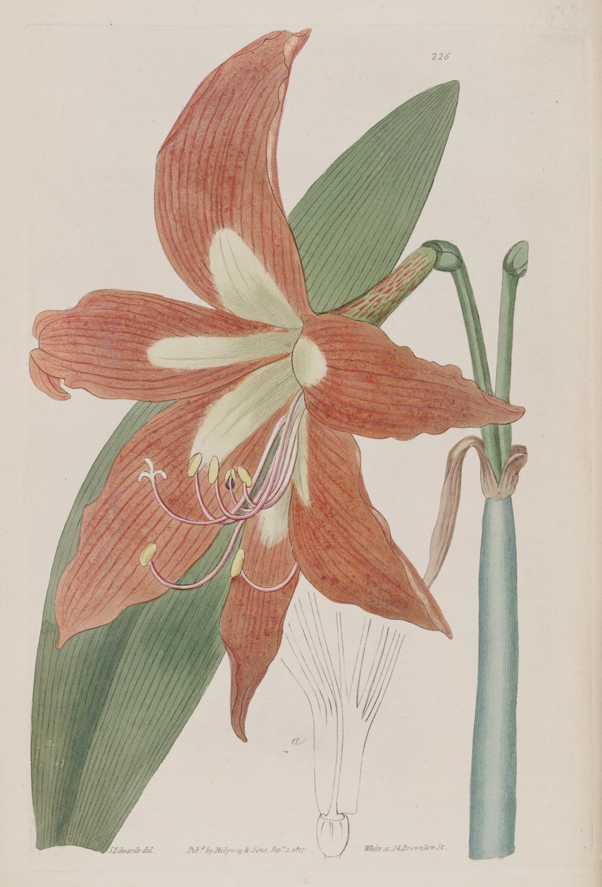 Hippeastrum striatum av Botanical Register