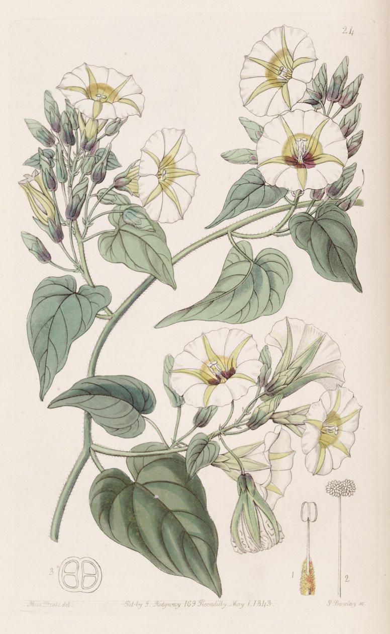 Merremia umbellata av Botanical Register