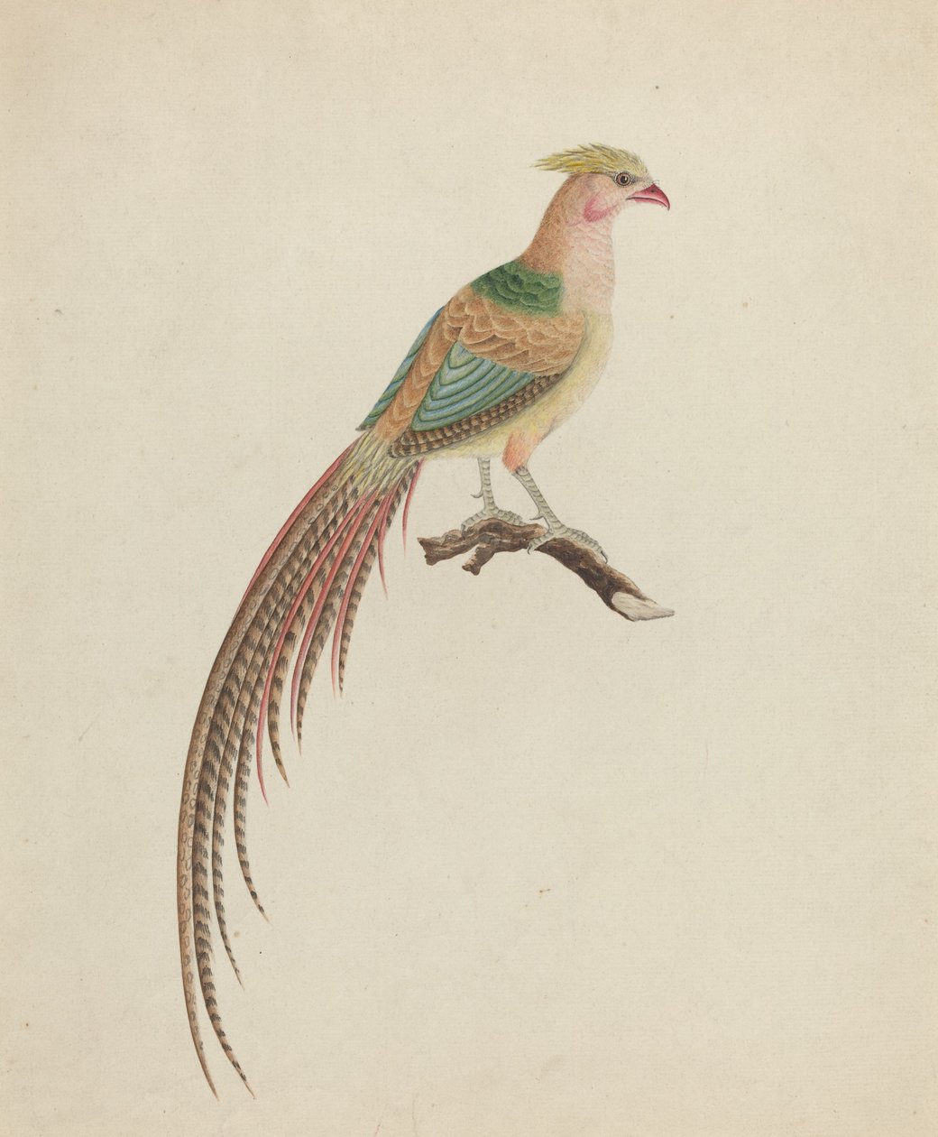 Gullfasan (Chrysolophus pictus) av British 18th Century