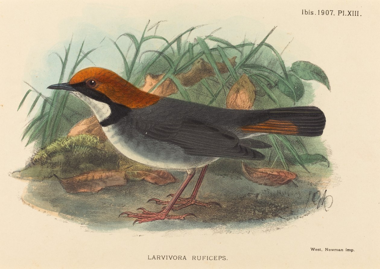 Fugl (Larvivora Ruficeps) av British 19th Century