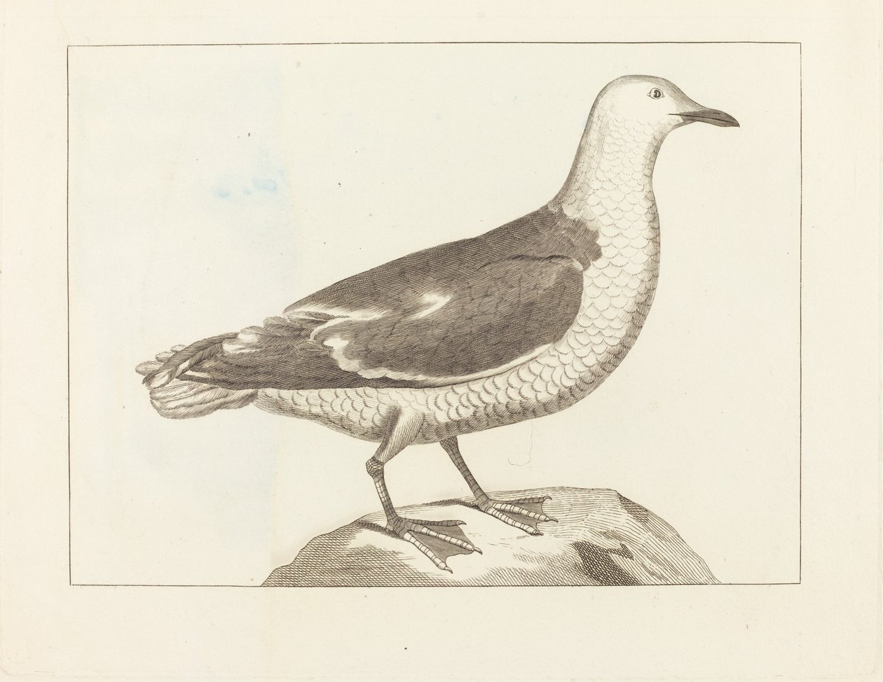 Vannfugl av British 19th Century