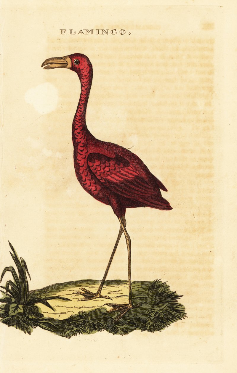 Amerikansk flamingo, Phoenicopterus ruber av British School